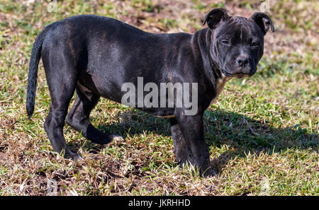 Young male black Staffordshire bull terrier puppy standing on dry lawn background in home garden Stock Photo