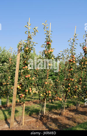 Apfelplantage, Altes Land Stock Photo - Alamy