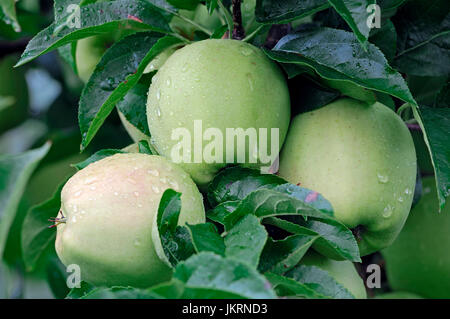 Apples on tree, Lower Saxony, Germany / (Malus domestica) | Aepfel am Baum, Altes Land, Niedersachsen, Deutschland Stock Photo