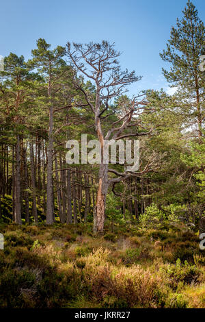 Views of the ancient Caledonian Pine Forest found in Abernathy Forest, in the Cairngorm National Park, Highlands of Scotland Stock Photo