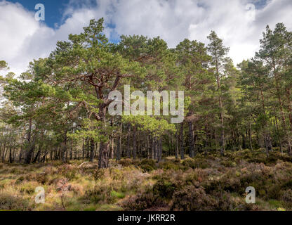 Views of the ancient Caledonian Pine Forest found in Abernathy Forest, in the Cairngorm National Park, Highlands of Scotland Stock Photo