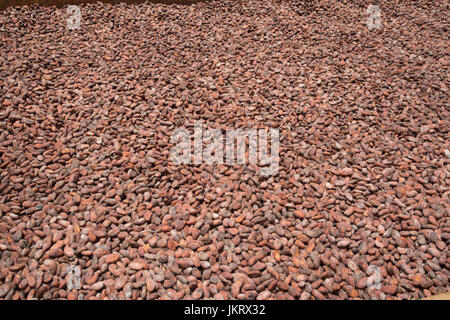 cocoa beans drying in the sun in the production of chocolate Stock Photo