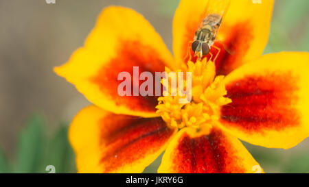 Fly insect bird sits on a bright yellow-red flower. The surface is lit by the bright sun. Macro photo of an insect with an extreme enlargement Stock Photo