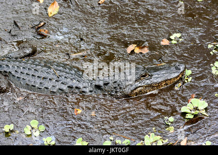 American Alligator (Alligator mississippiensis) in Corkscrew Swamp Sanctuary, Florida, USA Stock Photo