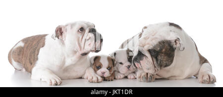 bulldog family with puppies isolated on white background Stock Photo