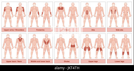 Muscle group chart - male body with the largest human muscles, divided into ten labeled cards with names and appropriate highlighted muscle groups. Stock Photo