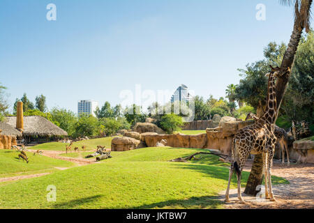 Large aviary with animals on green grass and eating giraffes in Valencia zoo on a hot sunny summer day, with buildings in the background Stock Photo
