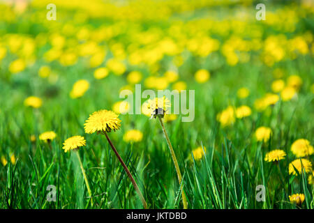 Several yellow dandelions with blurred dandelions in the green grass, on a bright spring day. Blurred background Stock Photo