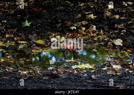 Christmas lights reflected in a puddle Stock Photo