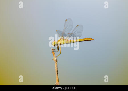 Image an insect of a dragonfly sitting on a tree twig Stock Photo
