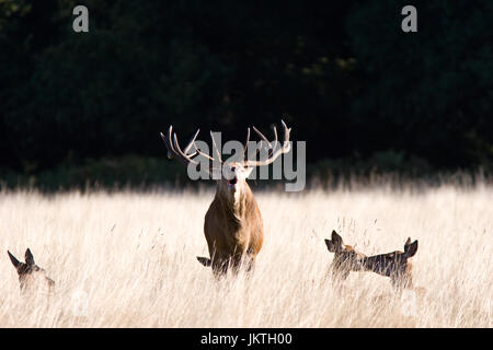 Red Deer (Cervus elaphus) barking during the Rut, Richmond Park, London, UK Stock Photo