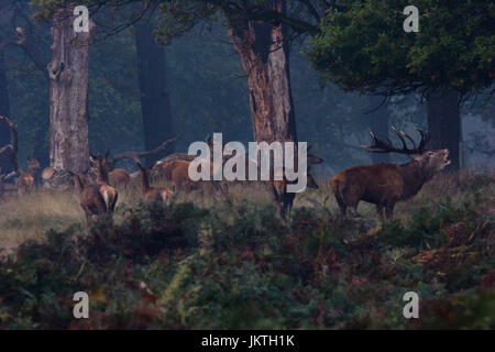Red Deer Rut, Richmond Park, London, UK Stock Photo