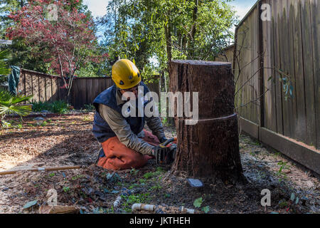 tree trimmer, tree trimming service, cutting down eucalyptus tree, using chainsaw, tree care, lumberman, city of Novato, Marin County, California Stock Photo