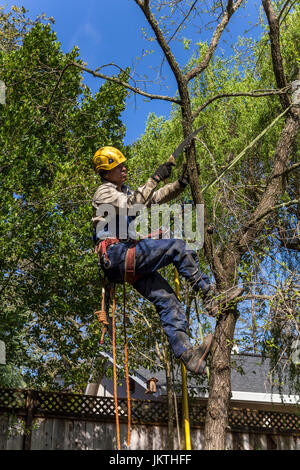 tree trimmer, tree branch trimmer, trimming tree branch, Valley Oak tree, tree care, lumberman, city of Novato, Marin County, California Stock Photo