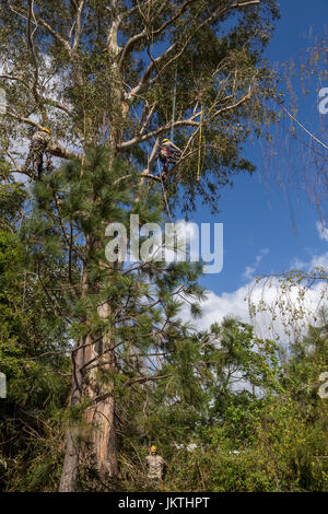tree trimmers, tree branch trimmer, trimming tree branches, blue-gum eucalyptus tree, tree care, lumberman, city of Novato, Marin County, California Stock Photo