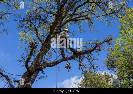 tree trimmer, tree branch trimmer, trimming tree branch, Valley Oak tree, tree care, lumberman, city of Novato, Marin County, California Stock Photo