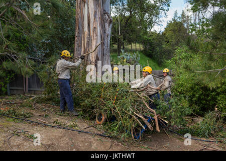 tree trimmers, tree branch trimmers, trimming tree branch, blue-gum eucalyptus tree, tree care, lumberman, city of Novato, Marin County, California Stock Photo