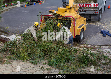 tree trimming service, workers putting blue-gum eucalyptus tree branches into wood chipper, city of Novato, Marin County, California Stock Photo