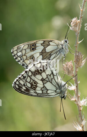 Mating pair of marbled white butterflies (Melanargia galathea) Stock Photo