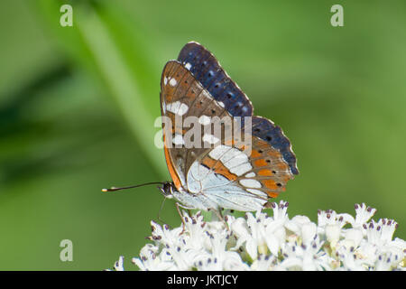 Southern white admiral butterfly (Limenitis reducta) nectaring on umbellifer flowers in France, Europe Stock Photo