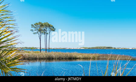 Longleaf pine trees, pristine white sand dunes line Western Lake, a coastal dune lake on the Gulf coast of Florida USA, east of Destin. Stock Photo