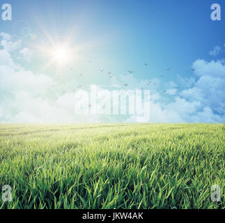 Early morning blue sky in sunrise, white clouds and free birds flying away above a fresh green field Stock Photo