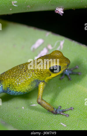 Granular Poison Frog, “Oophaga granulifera”-yellow form-Costa Rica