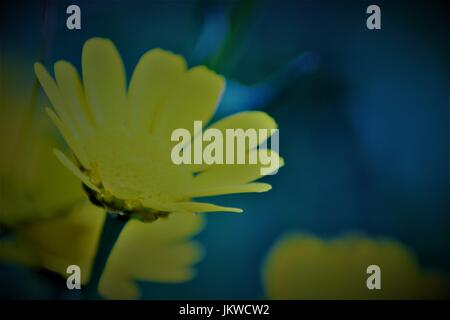 yellow flower on blue background Stock Photo