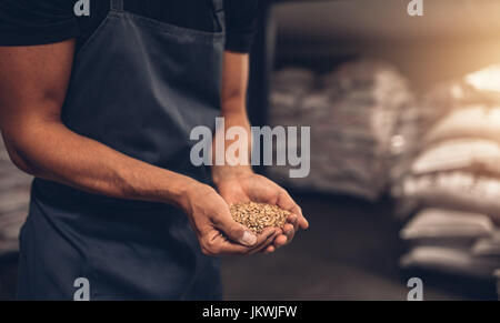 Close up shot of hands of master brewer with barley seeds. Employee examining the barley at brewery factory. Stock Photo