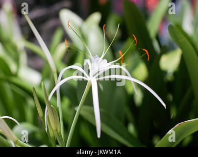 White Spider Lily. Growing wild in Punta Cana, Dominican Republic. Stock Photo