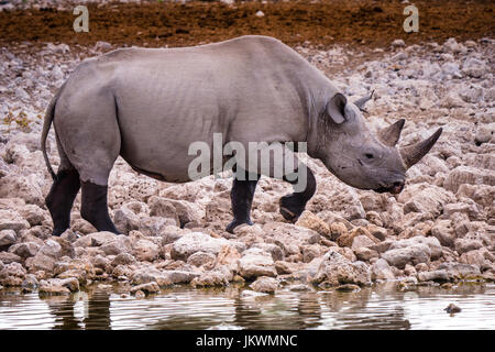 Black rhinoceros at waterhole, Etosha National Park, Nambia, Africa Stock Photo