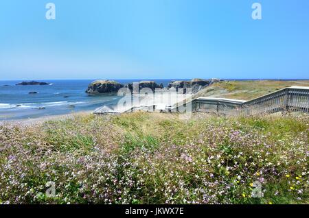 Wildflowers Overlooking Stairs Leading Down To Coquille Point Beach, Bandon, Oregon USA Stock Photo