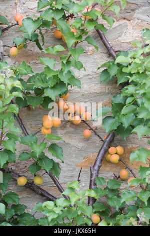 Prunus armeniaca. Fruiting espalier apricot tree on a stone cottage wall in Anyho, Northamptonshire, England. Aynho is known as The Apricot Village Stock Photo