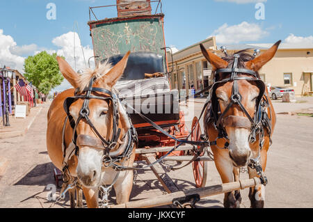 Mules pull stagecoach down Main Street in Tombstone Arizona Stock Photo