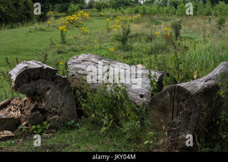 Billing Aquadrome Northampton England wood tree cut fallen broken old weathered weather yellow flowers Spring flower rotten wood decaying left Stock Photo