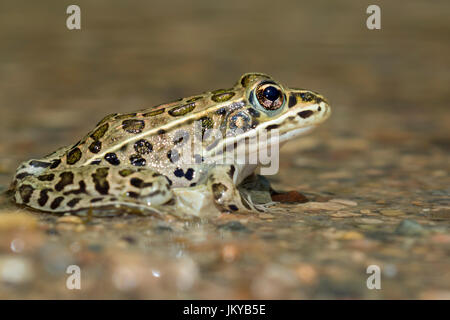 Northern leopard frog (Lithobates pipiens) in water stream, Ledges State Park, Iowa, USA. Stock Photo