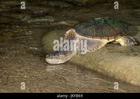Common snapping turtle (Chelydra serpentina) going to water from a rock, Ledges State Park, Iowa, USA Stock Photo