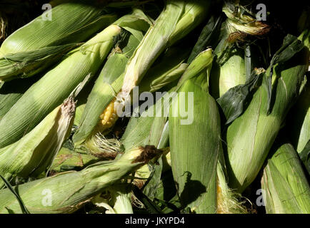 A pile of fresh sweet corn covered in green husks Stock Photo