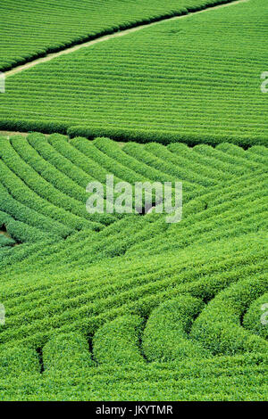 Tea Plantation in Moc Chau village, Son La province, Vietnam Stock Photo