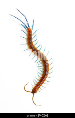 Beautiful tropical centipede (Scolopendromorpha) on white background Stock Photo