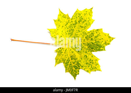 A single leaf (maple) against white background Stock Photo