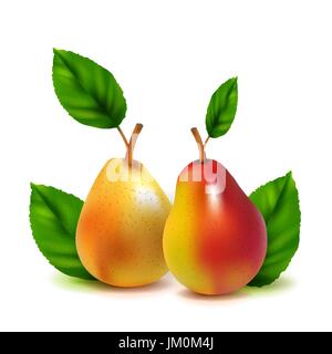 Realistic vector pears on white background. Created using gradient meshes. Stock Vector