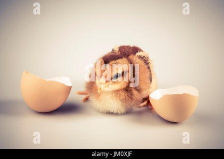 Cute little brown chicken coming out of a white egg isolated on white Stock Photo