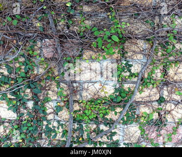 stone wall covered with plants in sunshine Stock Photo - Alamy