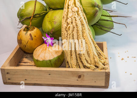 green coconut bunch on whire background Stock Photo