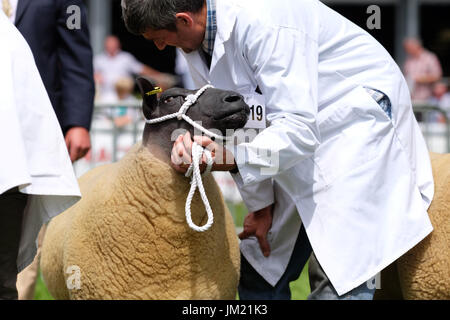 Royal Welsh Show, Builth Wells, Powys, Wales - July 2017 - A Bleu du Maine sheep being exhibited on the second day of this years Royal Welsh Show - The Bleu du Maine has a bald hairless head and face. The Royal Welsh is Europes largest agricultural show and runs until Thursday 27th July. Photo Steven May / Alamy Live News Stock Photo