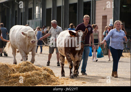 Llanelwedd, Powys, UK. 25th July, 2017. Cattle are moved around the cattle sheds at the end of showing on the second day of the Royal Welsh Show. The Royal Welsh Agricultural Show is hailed as the largest & most prestigious event of its kind in Europe. In excess of 200,000 visitors are expected this week over the four day show period. The first ever show was at Aberystwyth in 1904 and attracted 442 livestock entries. Credit: Graham M. Lawrence/Alamy Live News Stock Photo