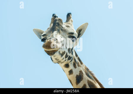 Chobe National Park, Botswana, Zambia. 26th June, 2017. Portrait of a Giraffe (Giraffa camelopardalis) on blue sky background Credit: Andrey Nekrasov/ZUMA Wire/ZUMAPRESS.com/Alamy Live News Stock Photo