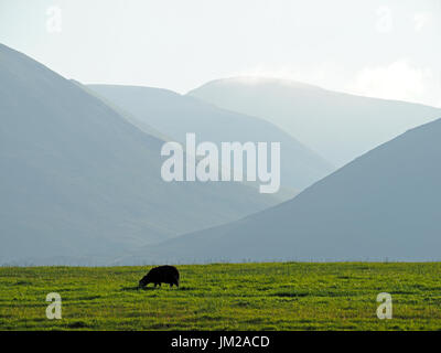 Lake District, UK. 25th July, 2017. A Herdwick sheep grazes in front of receding hils in evening light in the quintessentially English Lake District Credit: Steve Holroyd/Alamy Live News Stock Photo