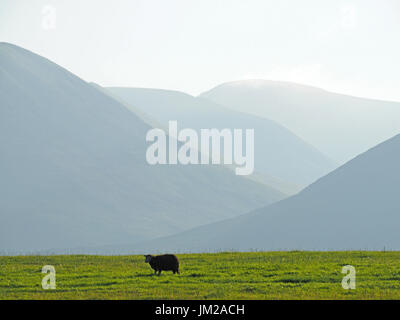 Lake District, UK. 25th July, 2017. A Herdwick sheep looks up from grazing in front of receding hills in evening light in the quintessentially English Lake District Credit: Steve Holroyd/Alamy Live News Stock Photo